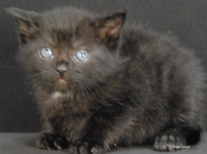 Enlarge Wubbzy, a ADOPTABLE Domestic Short Hair in Newland, NC image 2/2
