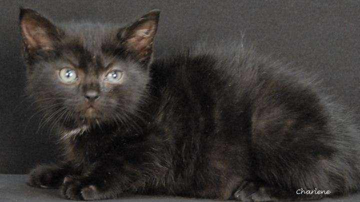 Wubbzy, ADOPTABLE, Kitten Male Domestic Short Hair.