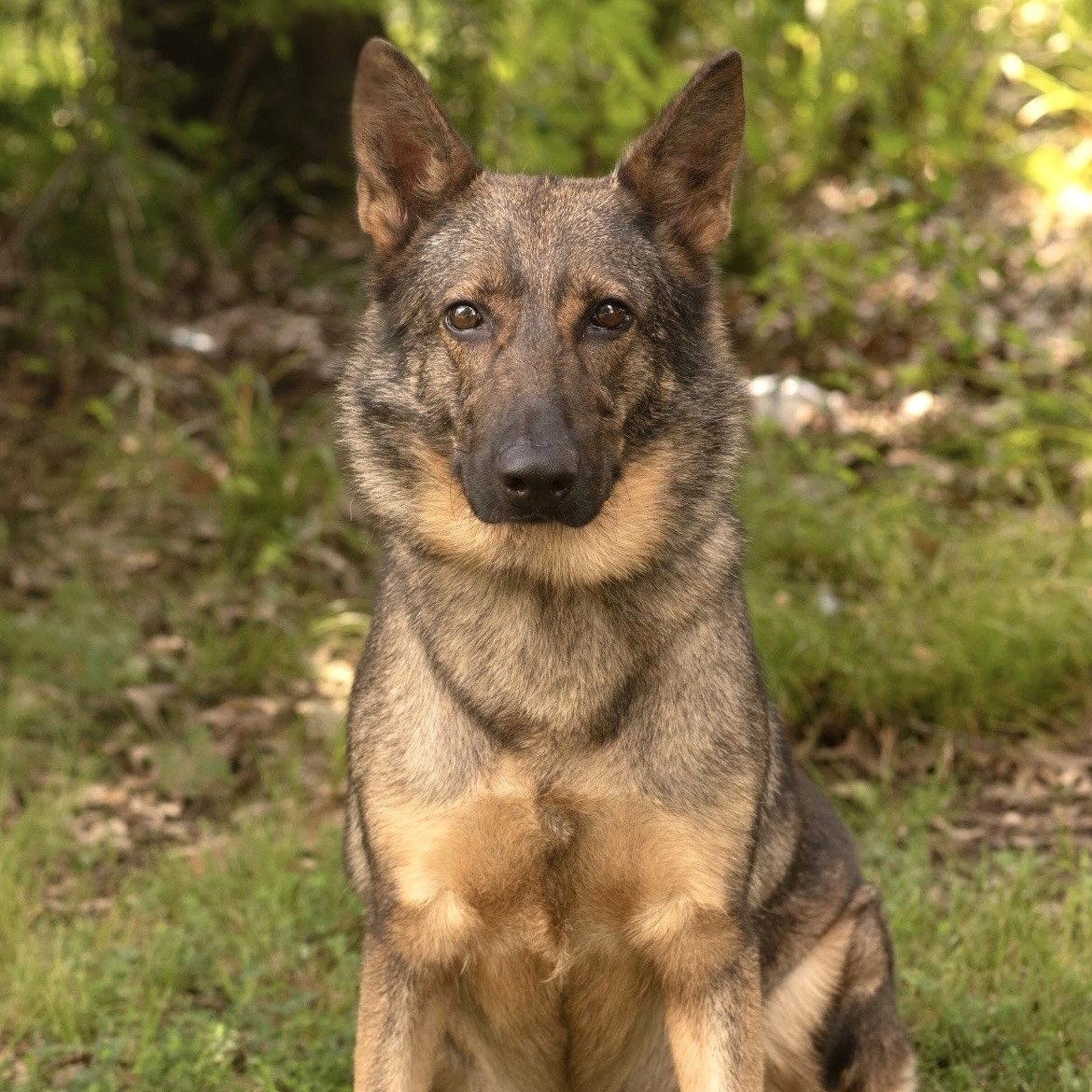 Enlarge HEIDI, a Adoptable German Shepherd Dog in Griswold, CT image 2/3