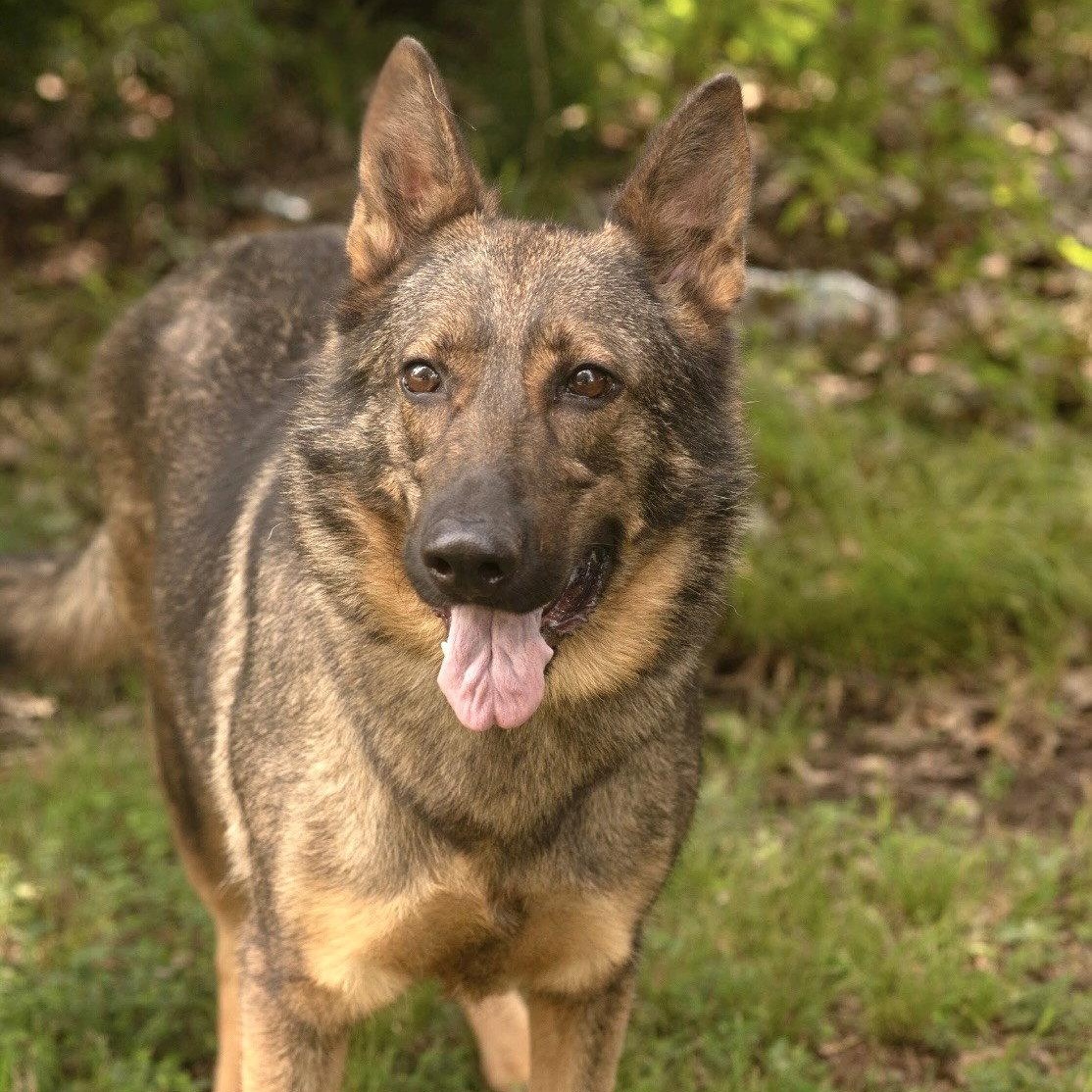 Enlarge HEIDI, a Adoptable German Shepherd Dog in Griswold, CT image 3/3