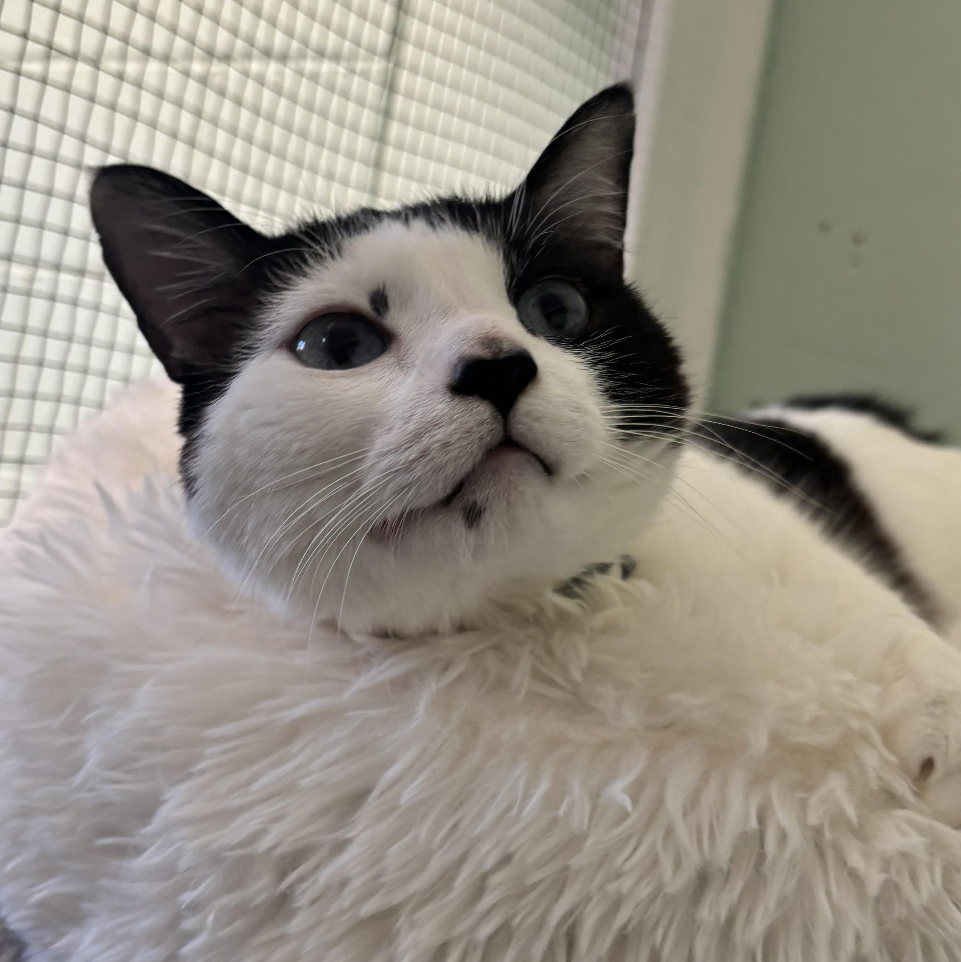Toffee, a Adoptable mixed breed in The Dalles, OR image 1/3