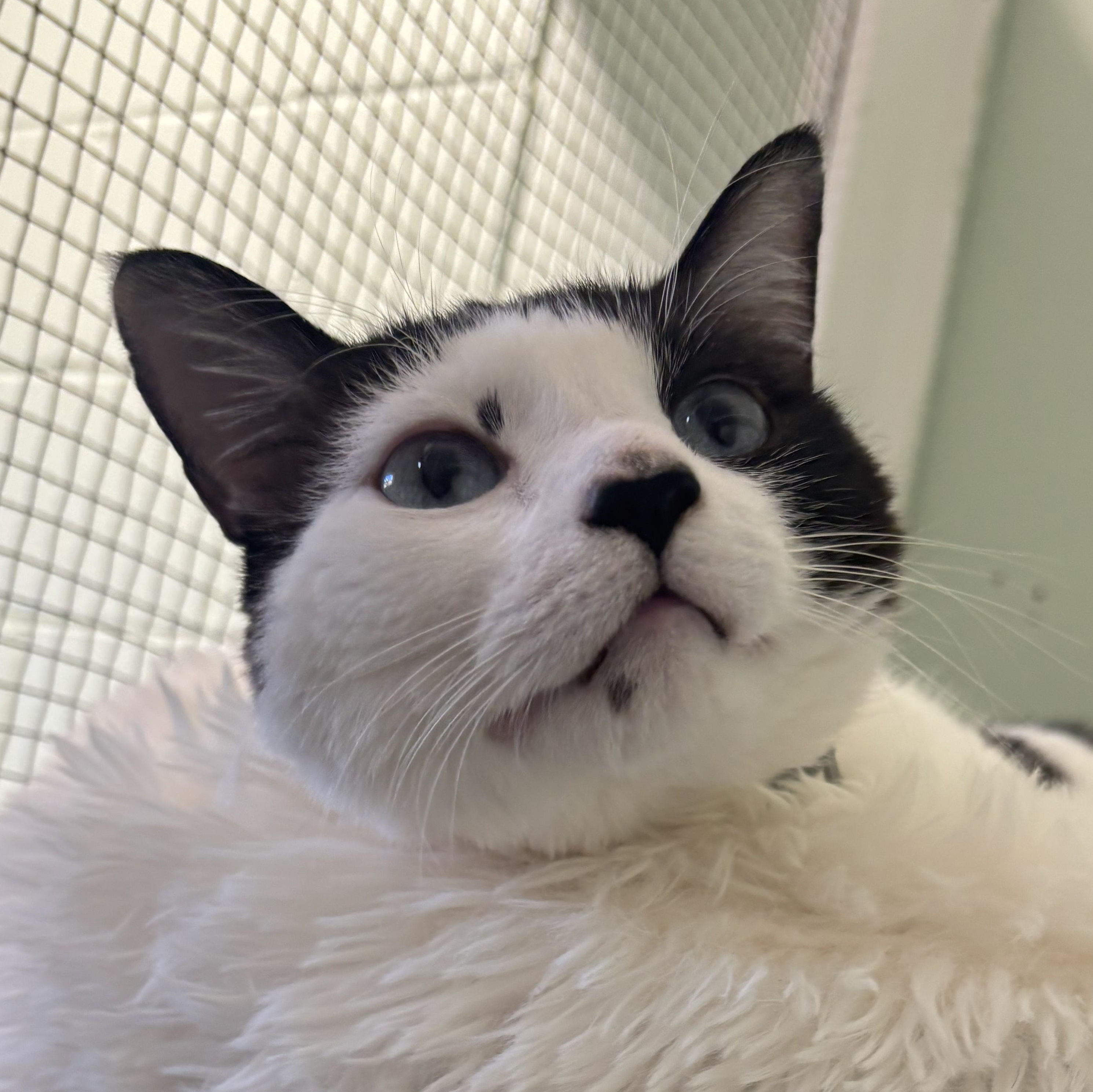 Toffee, a Adoptable mixed breed in The Dalles, OR image 2/3