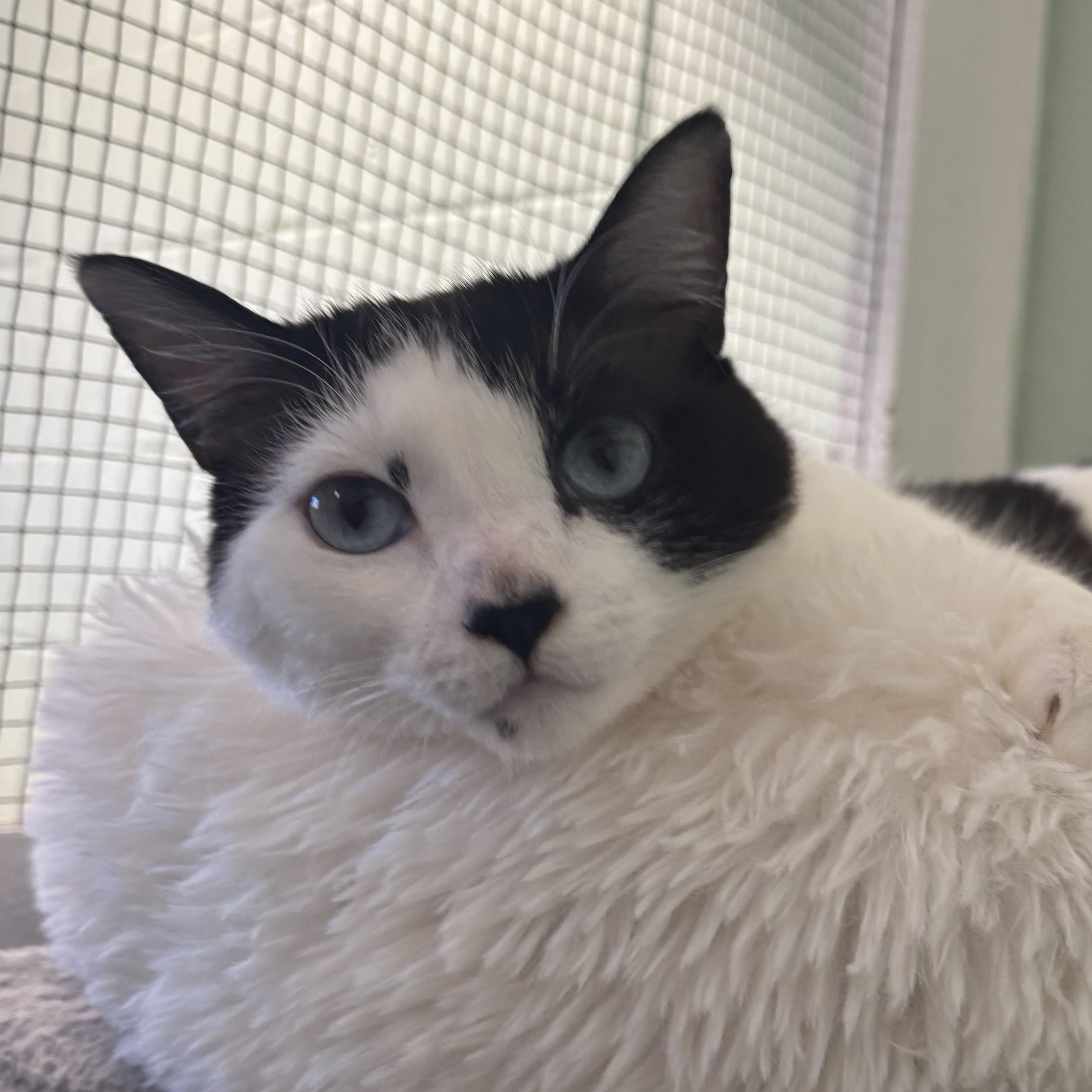 Toffee, a Adoptable mixed breed in The Dalles, OR image 3/3