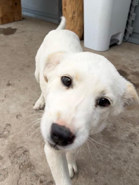 Lara, a Adoptable mixed breed in Riverton, WY image 1/4