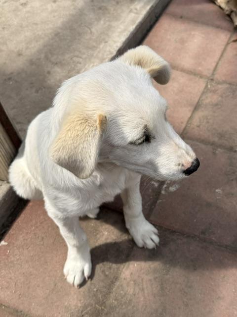 Lara, a Adoptable mixed breed in Riverton, WY image 2/4