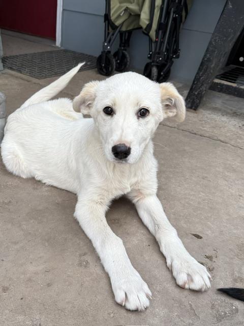 Lara, a Adoptable mixed breed in Riverton, WY image 3/4