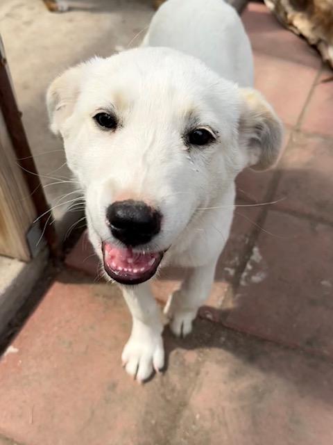 Lara, a Adoptable mixed breed in Riverton, WY image 4/4