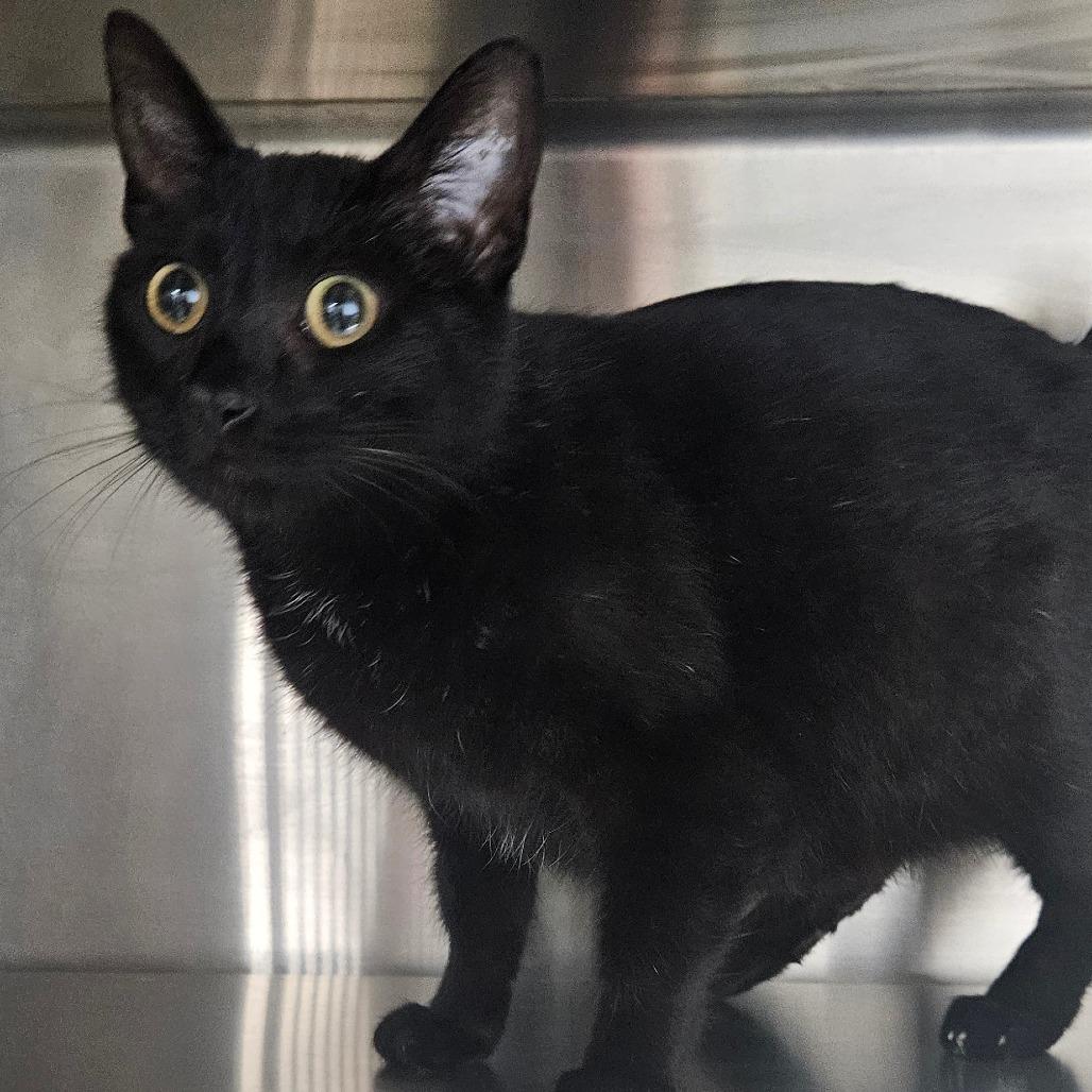 Enlarge Josephina, a Adoptable Domestic Short Hair in Independence, KS image 2/3