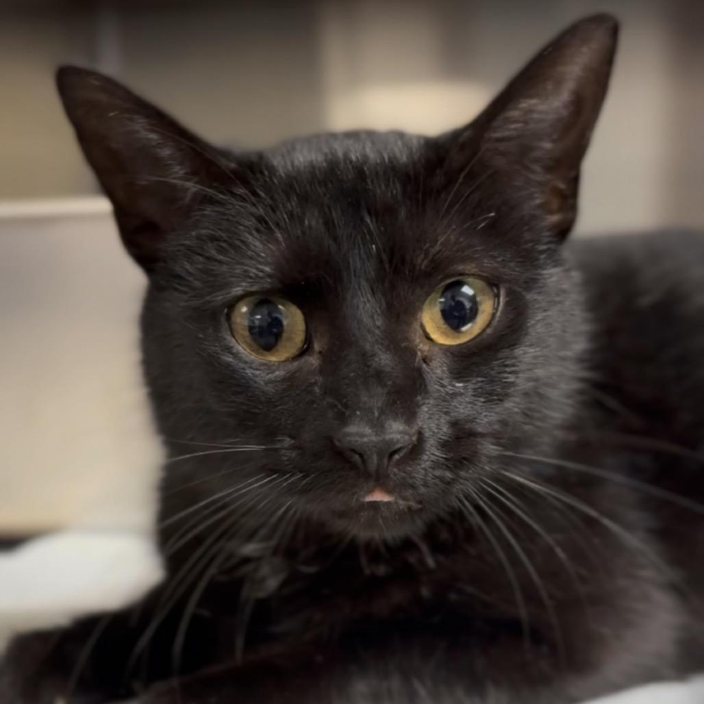 Enlarge Josephina, a Adoptable Domestic Short Hair in Independence, KS image 3/3