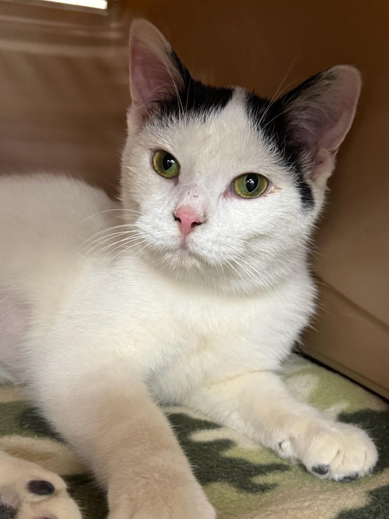 PEACH, Adoptable, Young Female Domestic Short Hair.