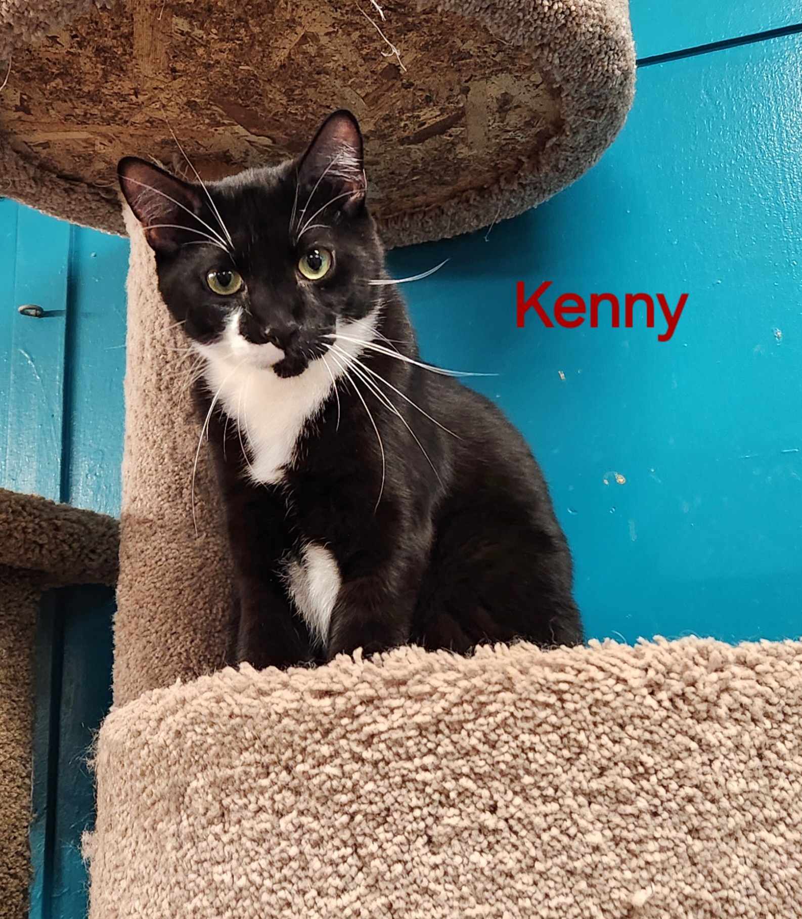Kenny, a Adoptable Tuxedo in Whitewater, WI image 1/6