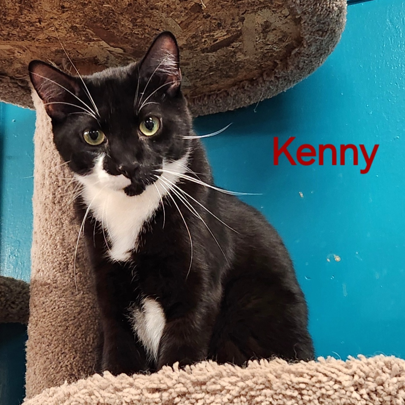 Enlarge Kenny, a Adoptable Tuxedo in Whitewater, WI image 1/6