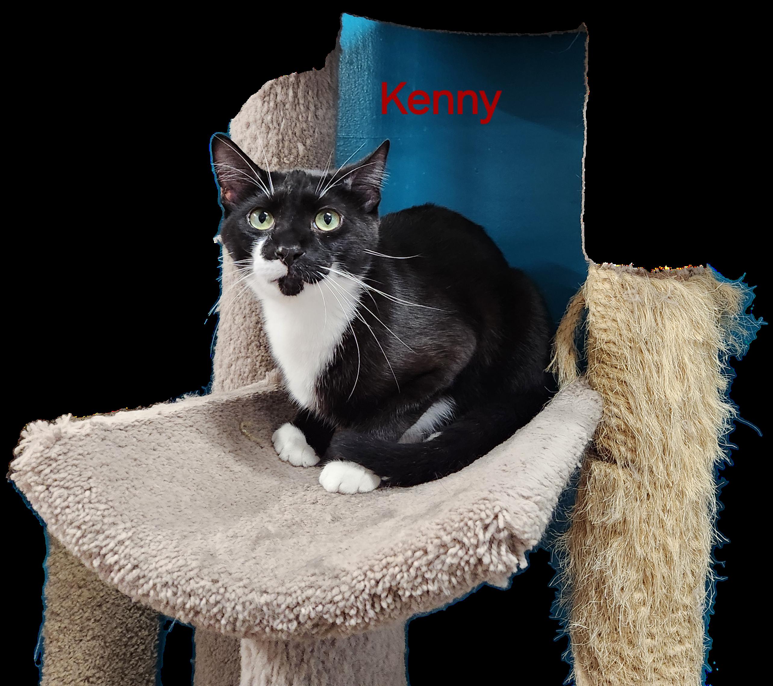 Kenny, a Adoptable Tuxedo in Whitewater, WI image 2/6