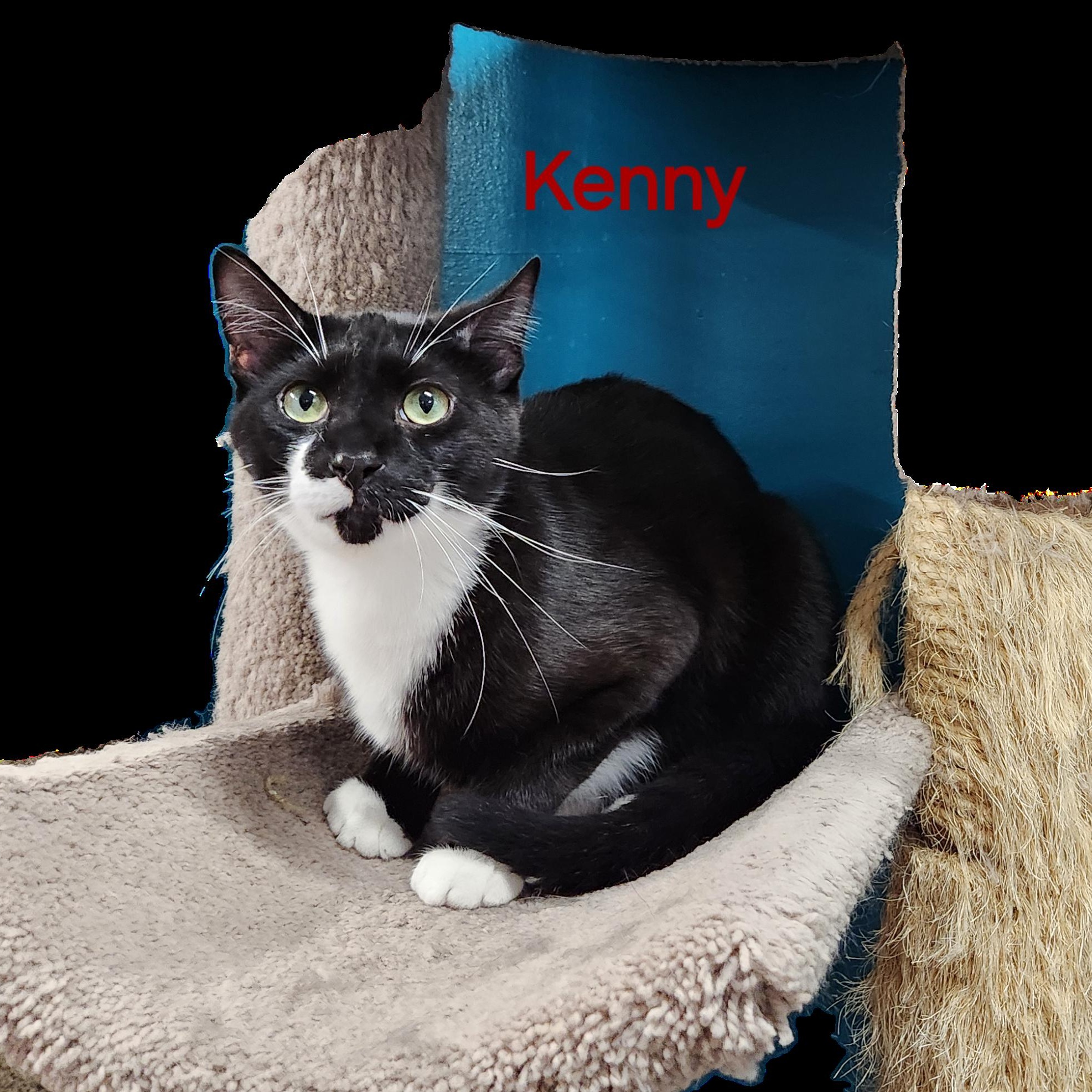 Enlarge Kenny, a Adoptable Tuxedo in Whitewater, WI image 2/6