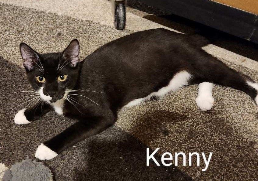 Kenny, a Adoptable Tuxedo in Whitewater, WI image 4/6