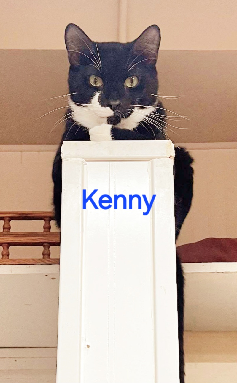 Kenny, a Adoptable Tuxedo in Whitewater, WI image 6/6