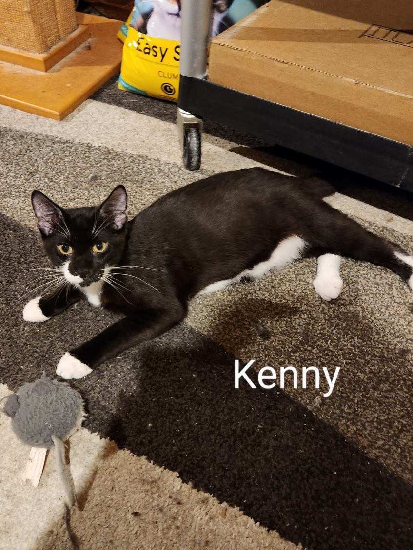 Kenny, a Adoptable Tuxedo in Whitewater, WI image 3/6