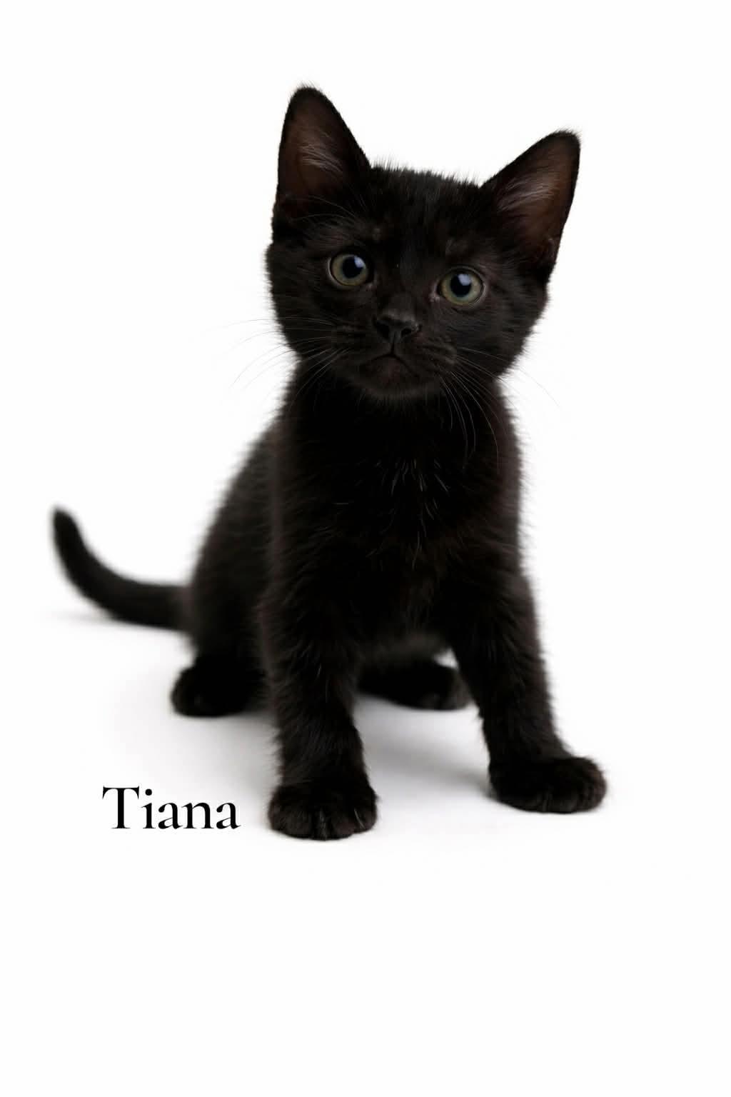 Tiana, ADOPTABLE, Kitten Female Domestic Short Hair.