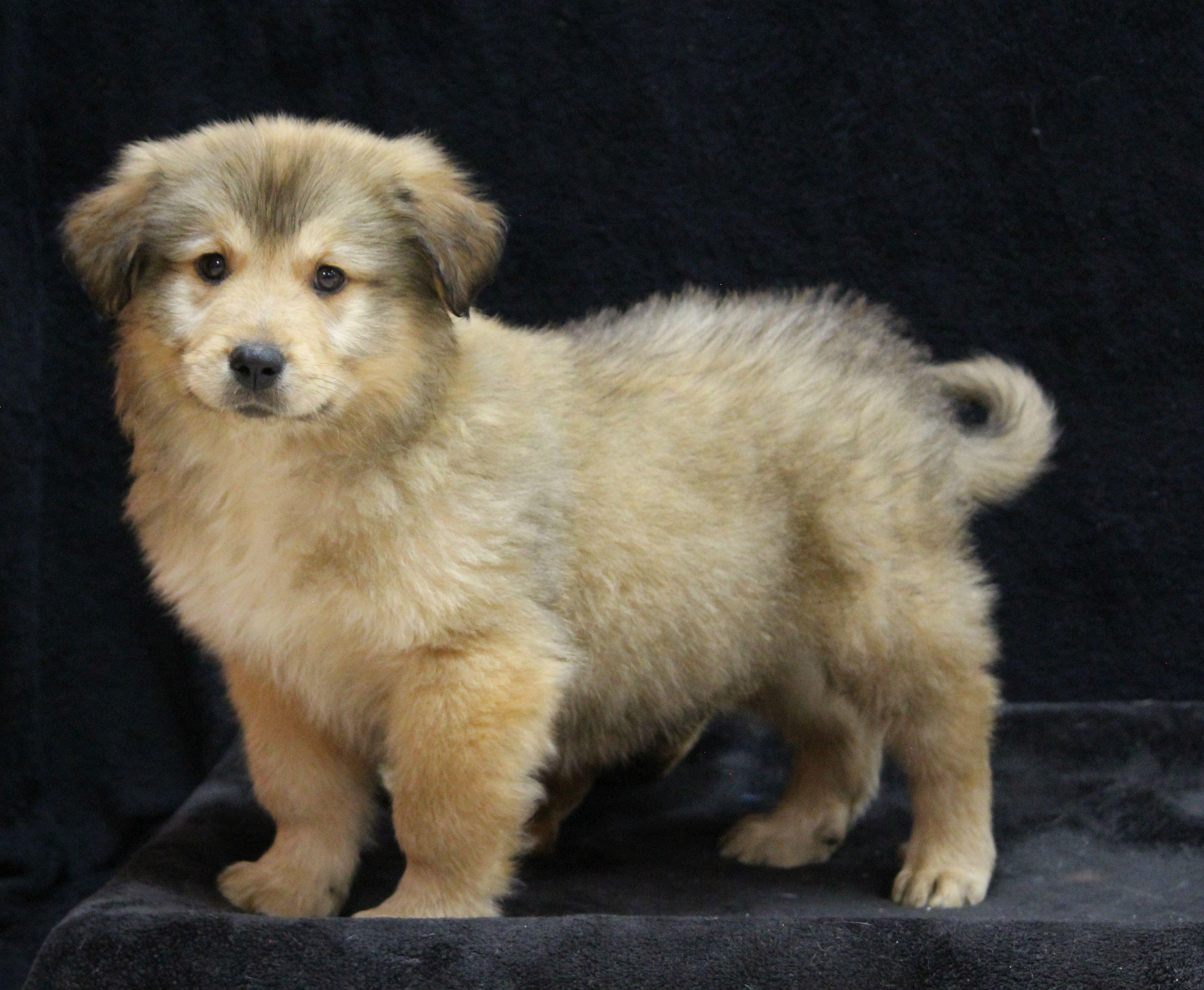 Enlarge Shaggy, a ADOPTABLE mixed breed in Portage, WI image 3/5