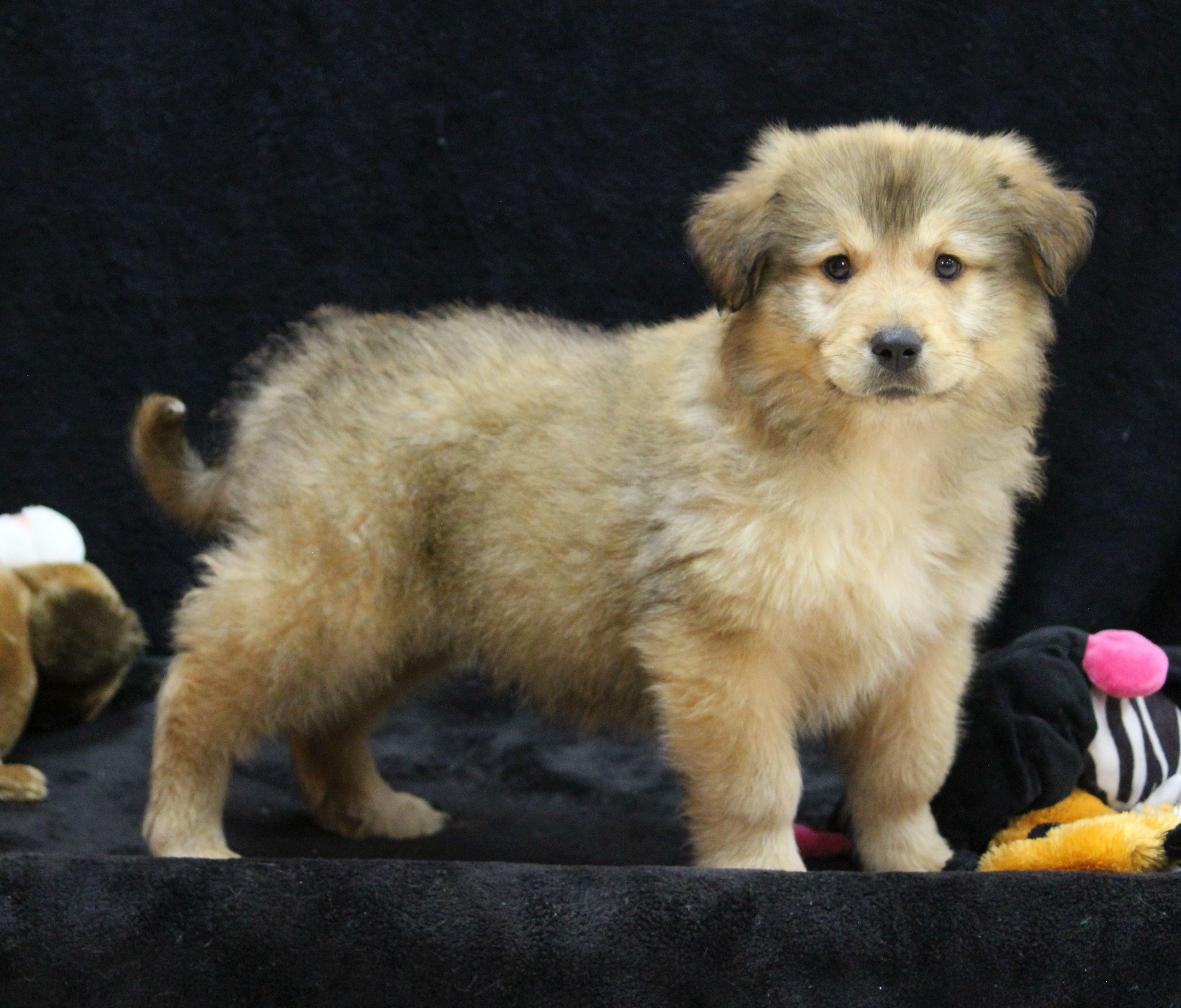 Shaggy, ADOPTABLE, Puppy Male Mixed Breed.