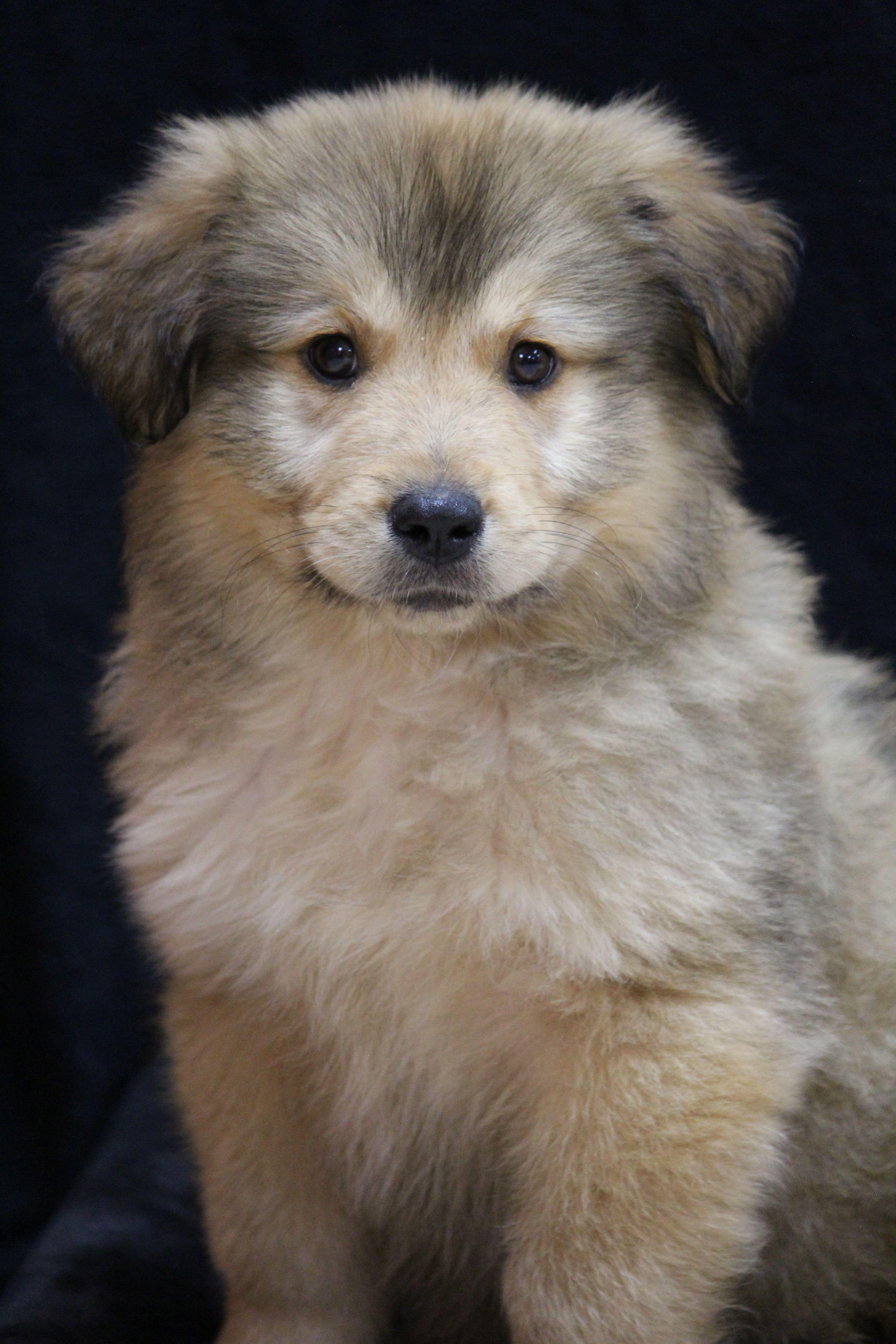 Enlarge Shaggy, a ADOPTABLE mixed breed in Portage, WI image 5/5