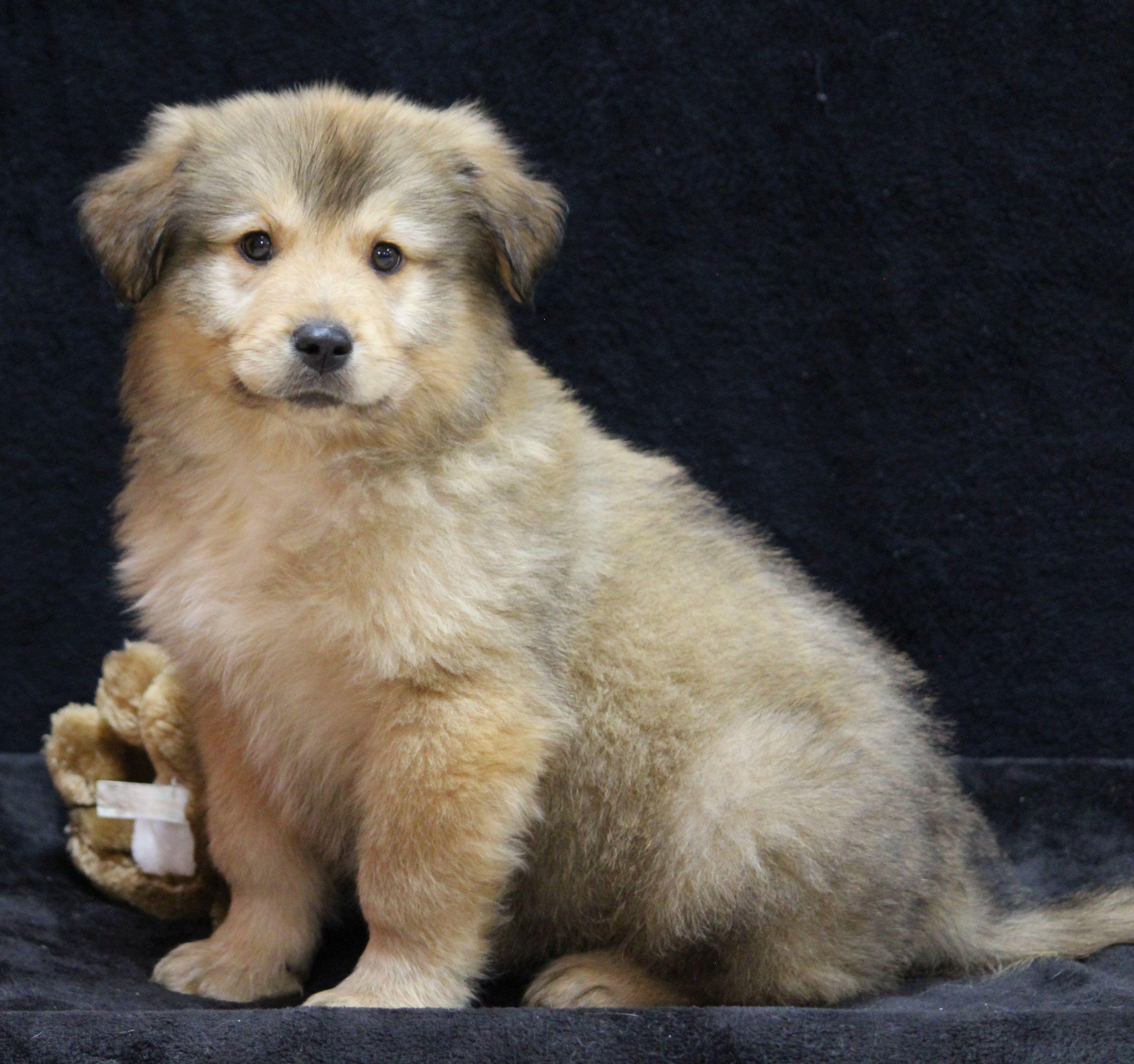 Enlarge Shaggy, a ADOPTABLE mixed breed in Portage, WI image 4/5