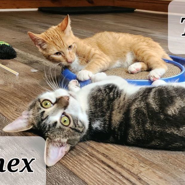 Chex, a Adoptable Domestic Short Hair in Landenberg, PA image 1/3