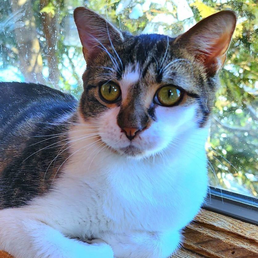 Chex, a Adoptable Domestic Short Hair in Landenberg, PA image 2/3