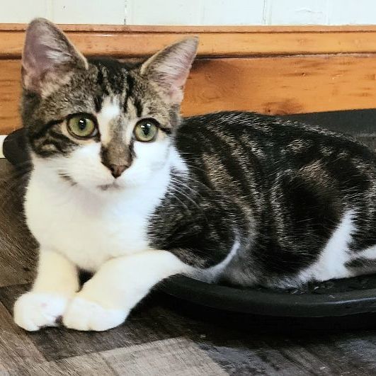 Chex, a Adoptable Domestic Short Hair in Landenberg, PA image 3/3