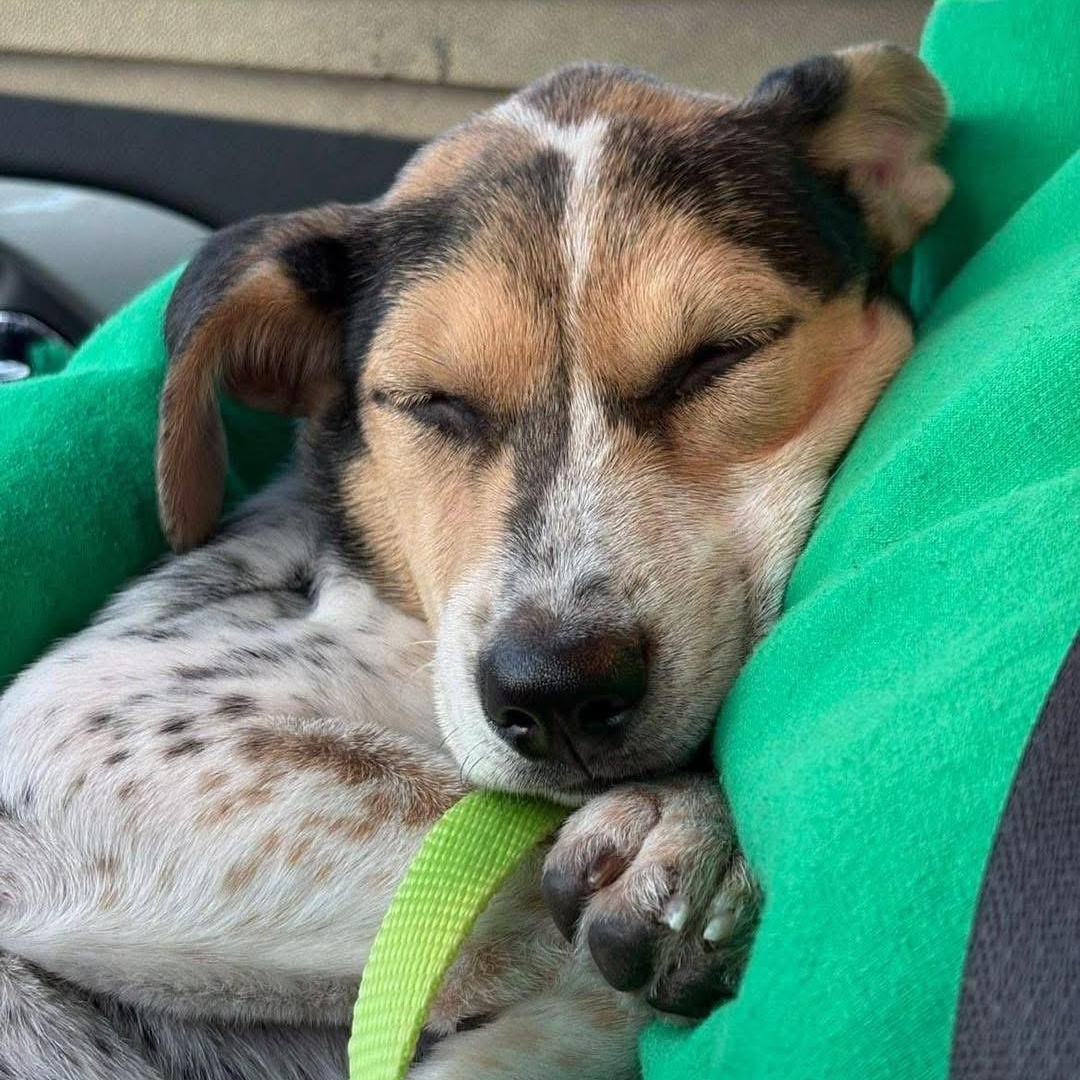 Enlarge Kira, a ADOPTABLE Mixed Breed in Yaphank, NY image 1/3