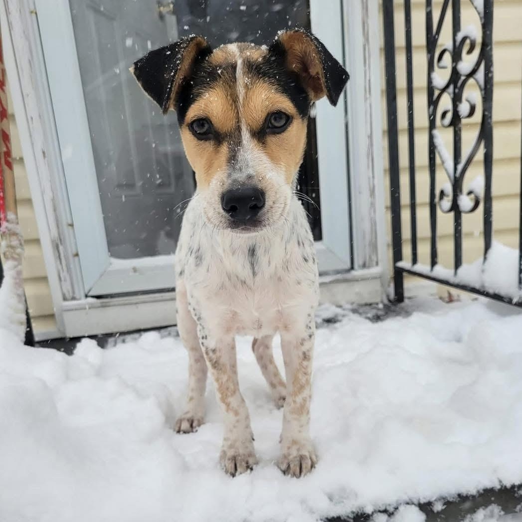 Kira, ADOPTABLE, Puppy Female Mixed Breed.