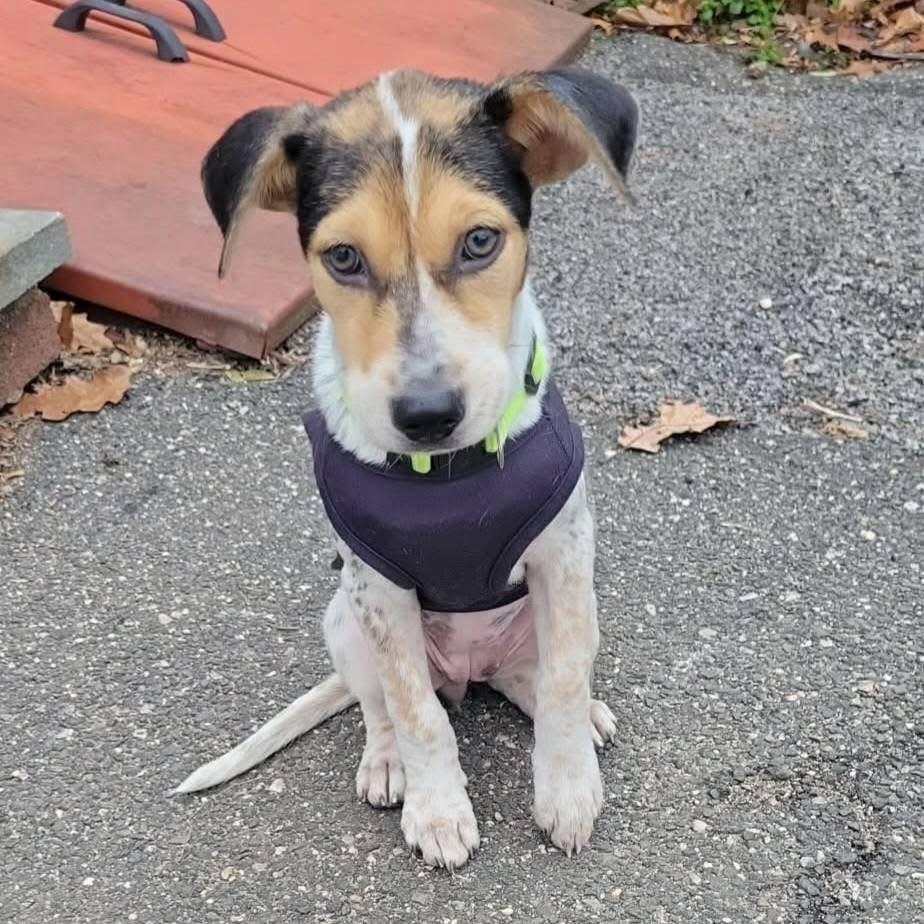 Enlarge Kira, a ADOPTABLE Mixed Breed in Yaphank, NY image 3/3