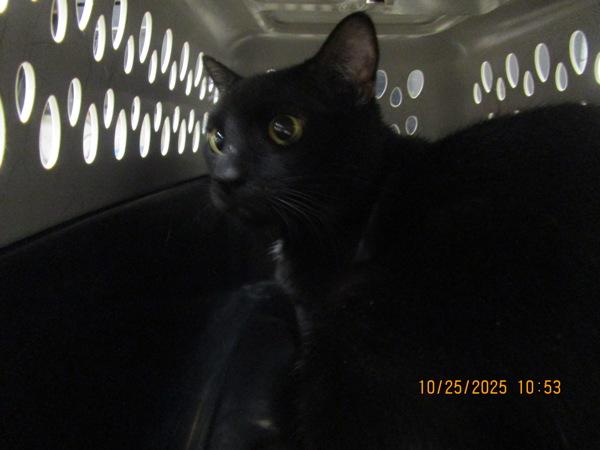 Lionel (631), Adoptable, Adult Male Domestic Short Hair.