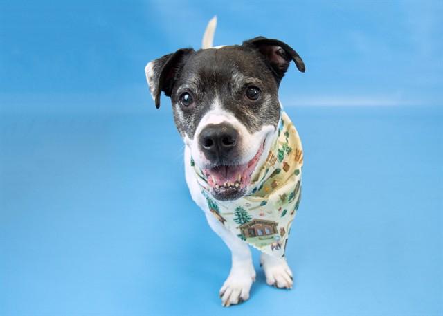 Enlarge GUNNER, a Adoptable mixed breed in Colorado Springs, CO image 1/1