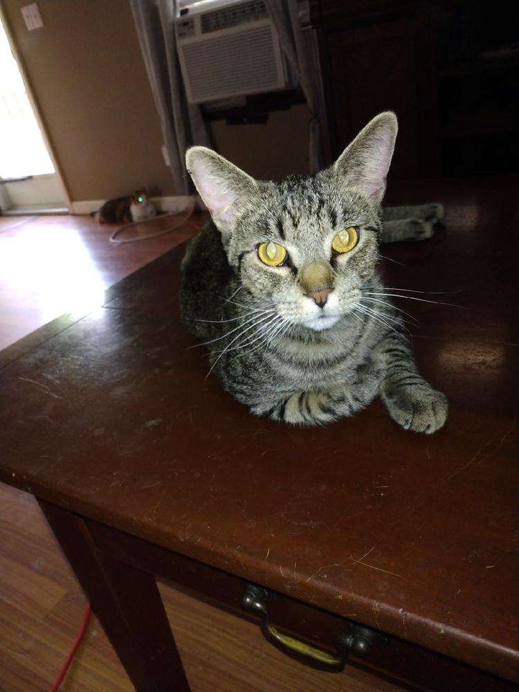 JACKSON, Adopted, Young Male Domestic Short Hair.