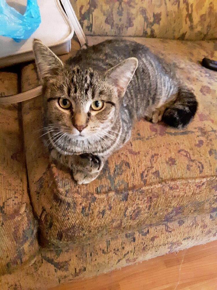 JACKSON, a Adopted Domestic Short Hair in Burlington, NC image 2/2