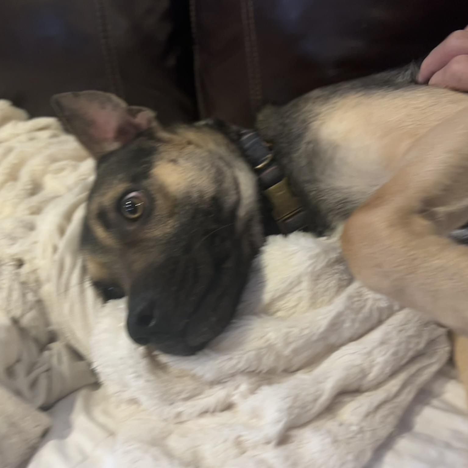 Enlarge DYLAN, a Adoptable mixed breed in Murrieta, CA image 2/3