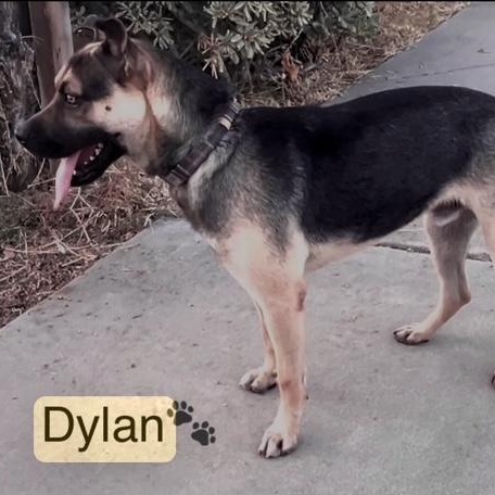 Enlarge DYLAN, a Adoptable mixed breed in Murrieta, CA image 1/3