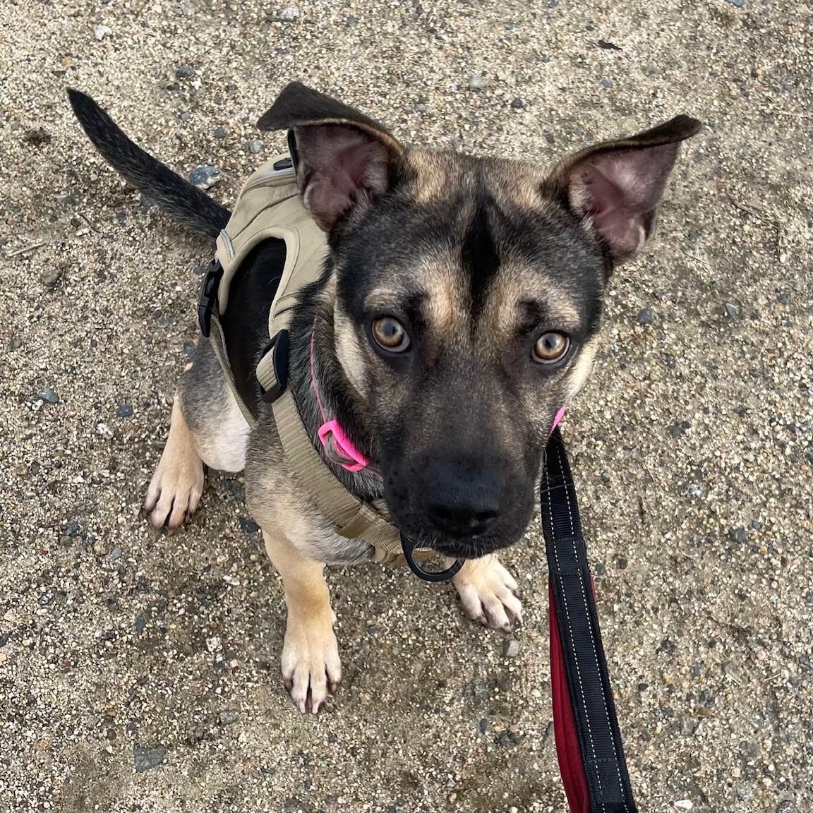 Enlarge DYLAN, a Adoptable mixed breed in Murrieta, CA image 3/3