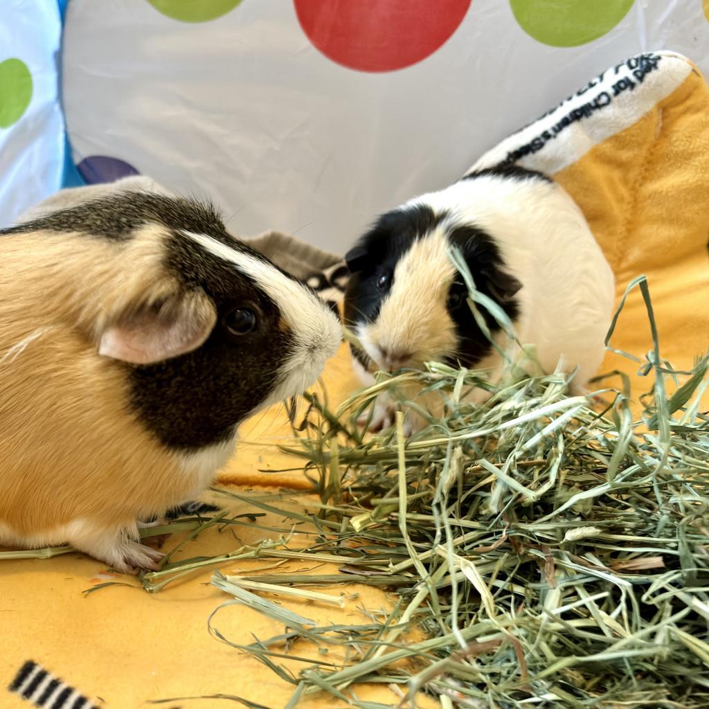 Enlarge Emelia, a Adoptable Guinea Pig in Las Vegas, NV image 1/6