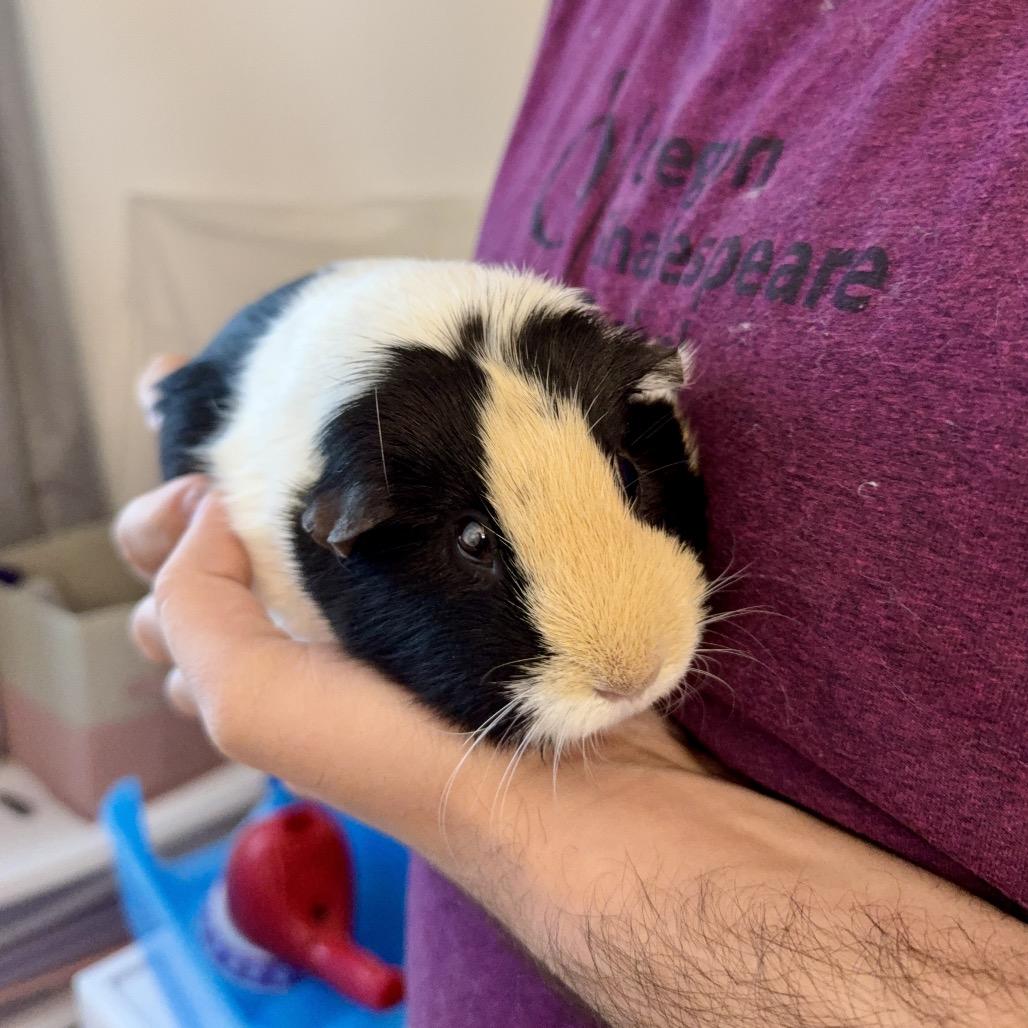 Enlarge Emelia, a Adoptable Guinea Pig in Las Vegas, NV image 2/6