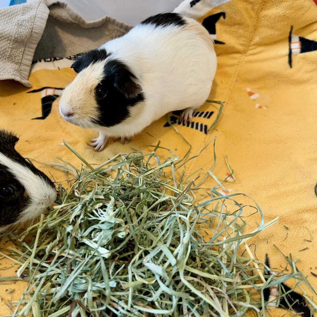 Enlarge Emelia, a Adoptable Guinea Pig in Las Vegas, NV image 3/6