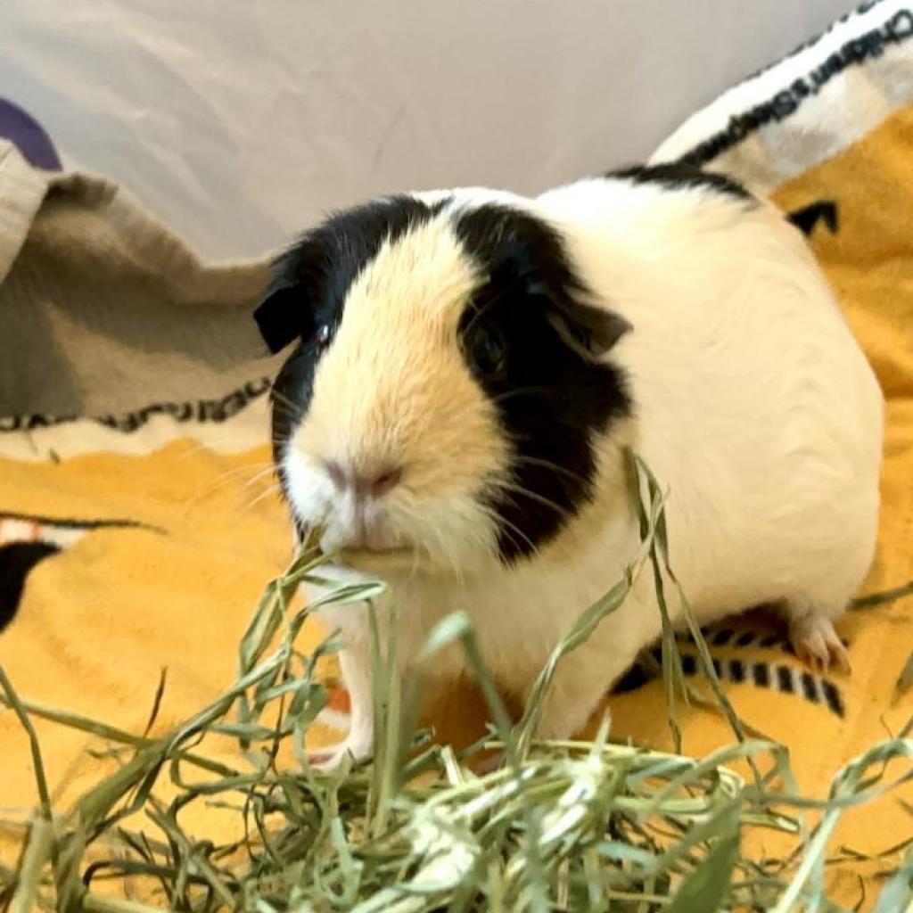 Enlarge Emelia, a Adoptable Guinea Pig in Las Vegas, NV image 4/6