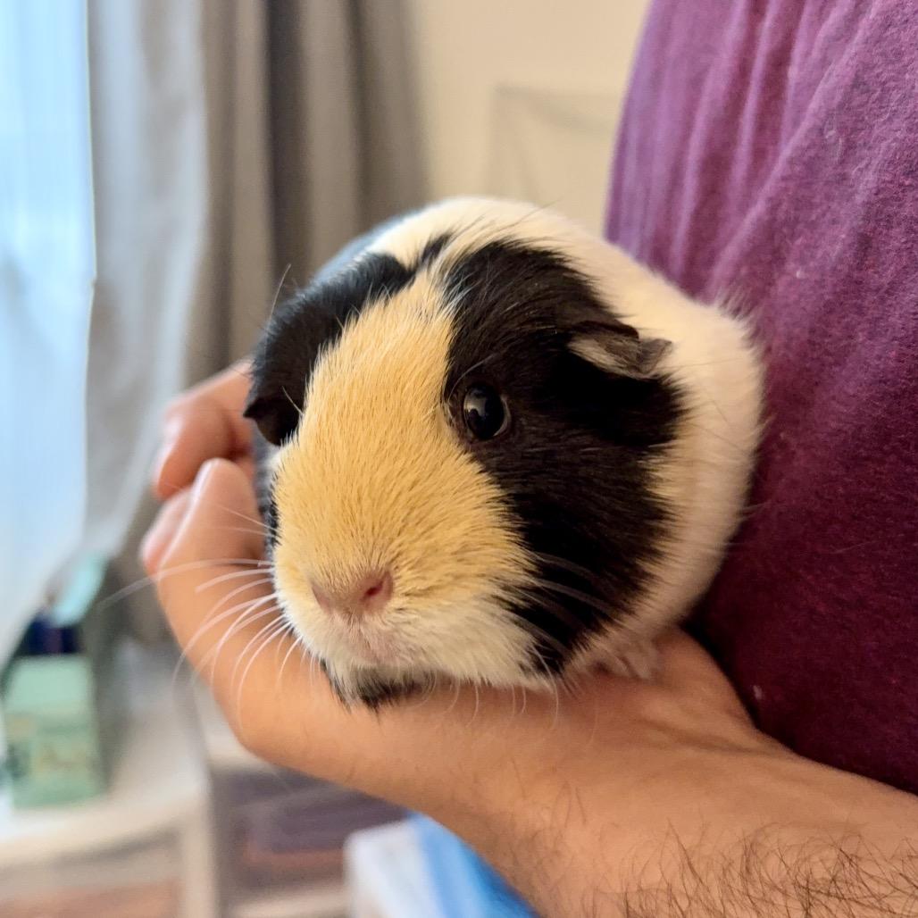 Enlarge Emelia, a Adoptable Guinea Pig in Las Vegas, NV image 5/6