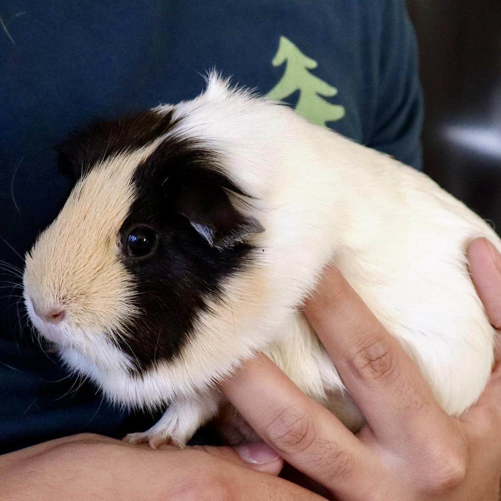 Enlarge Emelia, a Adoptable Guinea Pig in Las Vegas, NV image 6/6
