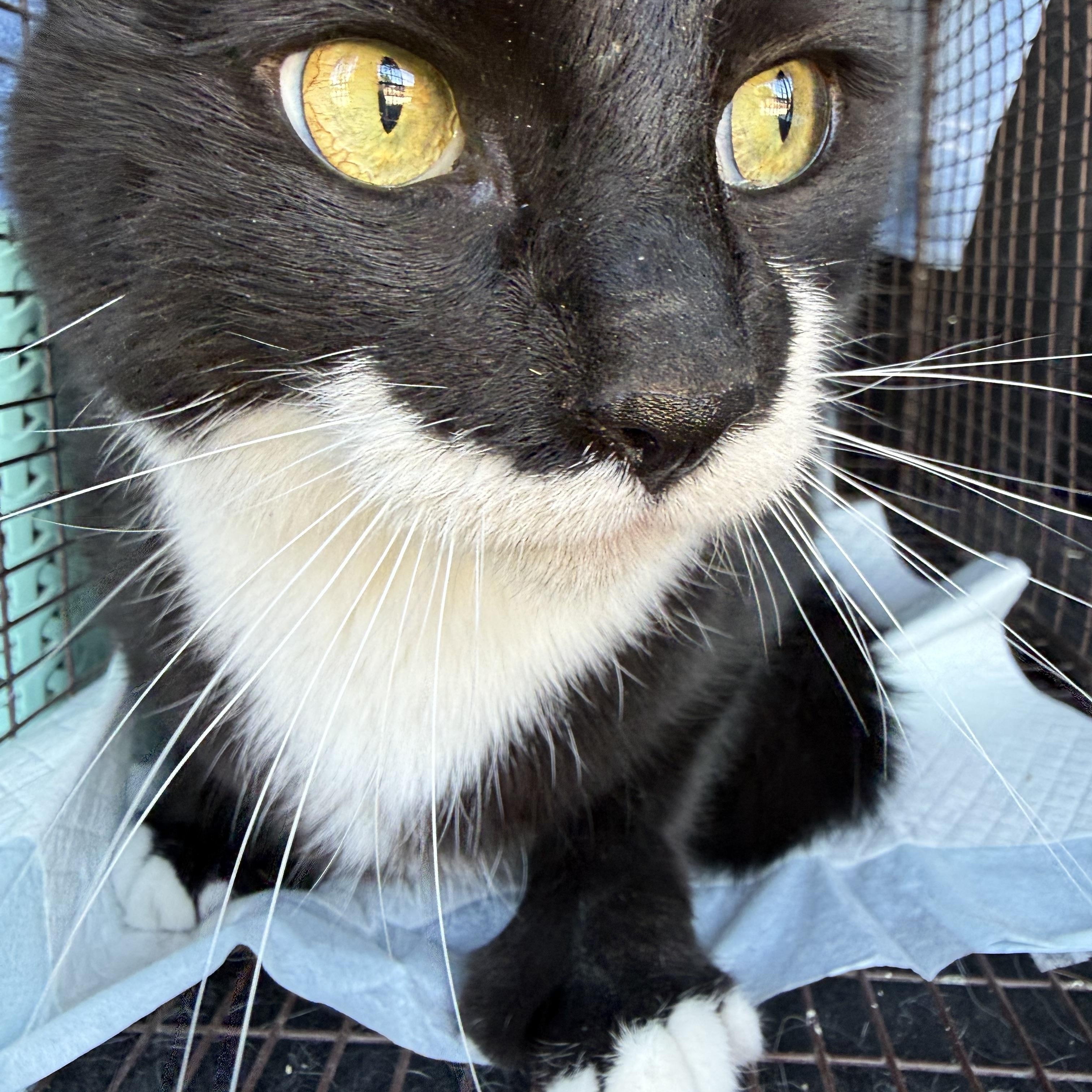 Enlarge Carlo, a ADOPTABLE Domestic Short Hair in Marana, AZ image 1/1