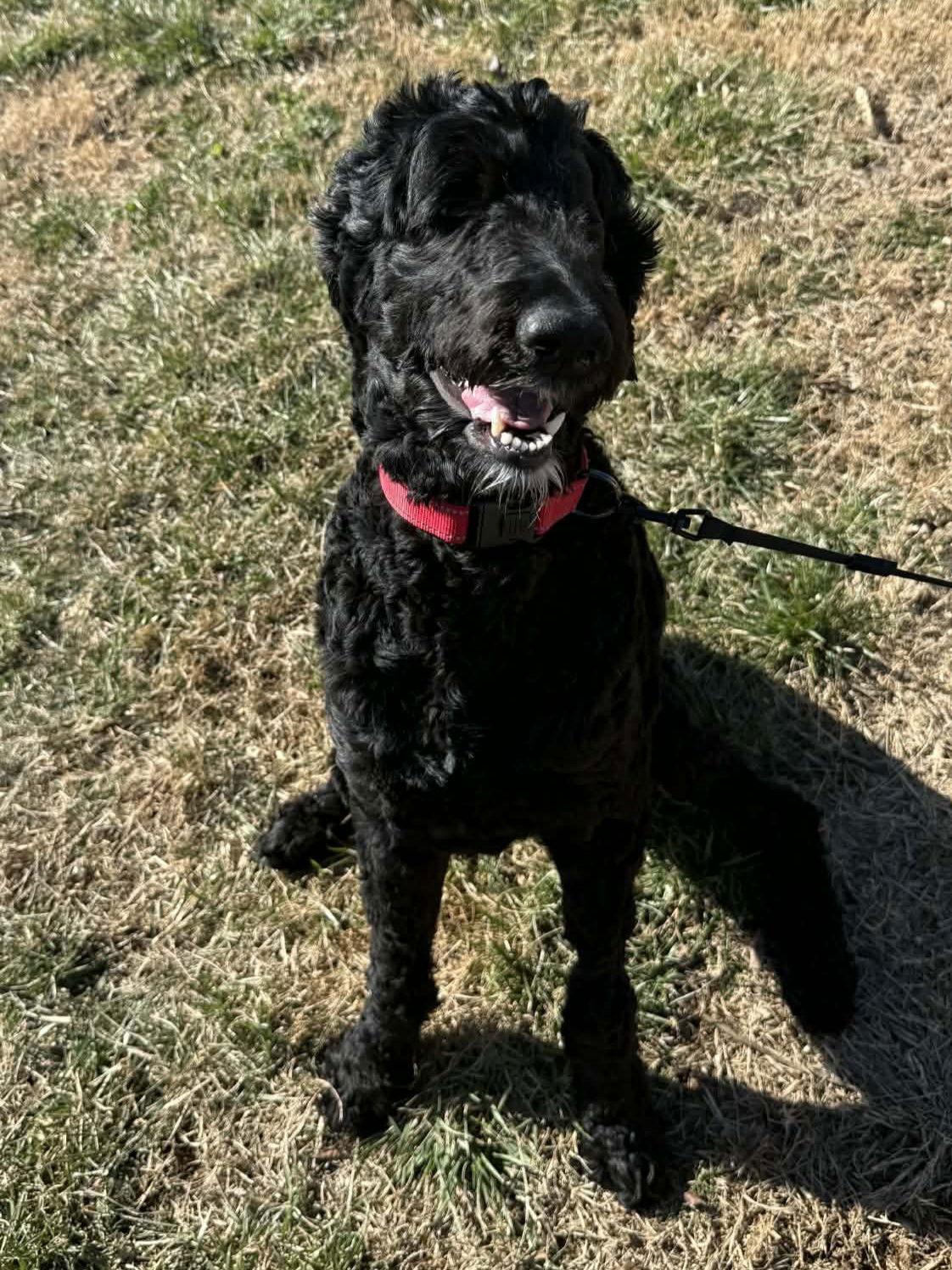 Hattie, Adoptable, Young Female Standard Poodle & Golden Retriever.