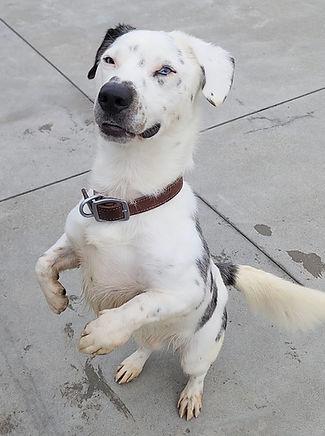 Maverick, Adoptable, Young Male Corgi & Australian Shepherd.