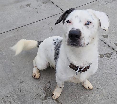 Maverick, a Adoptable mixed breed in Knoxville, IA image 2/3