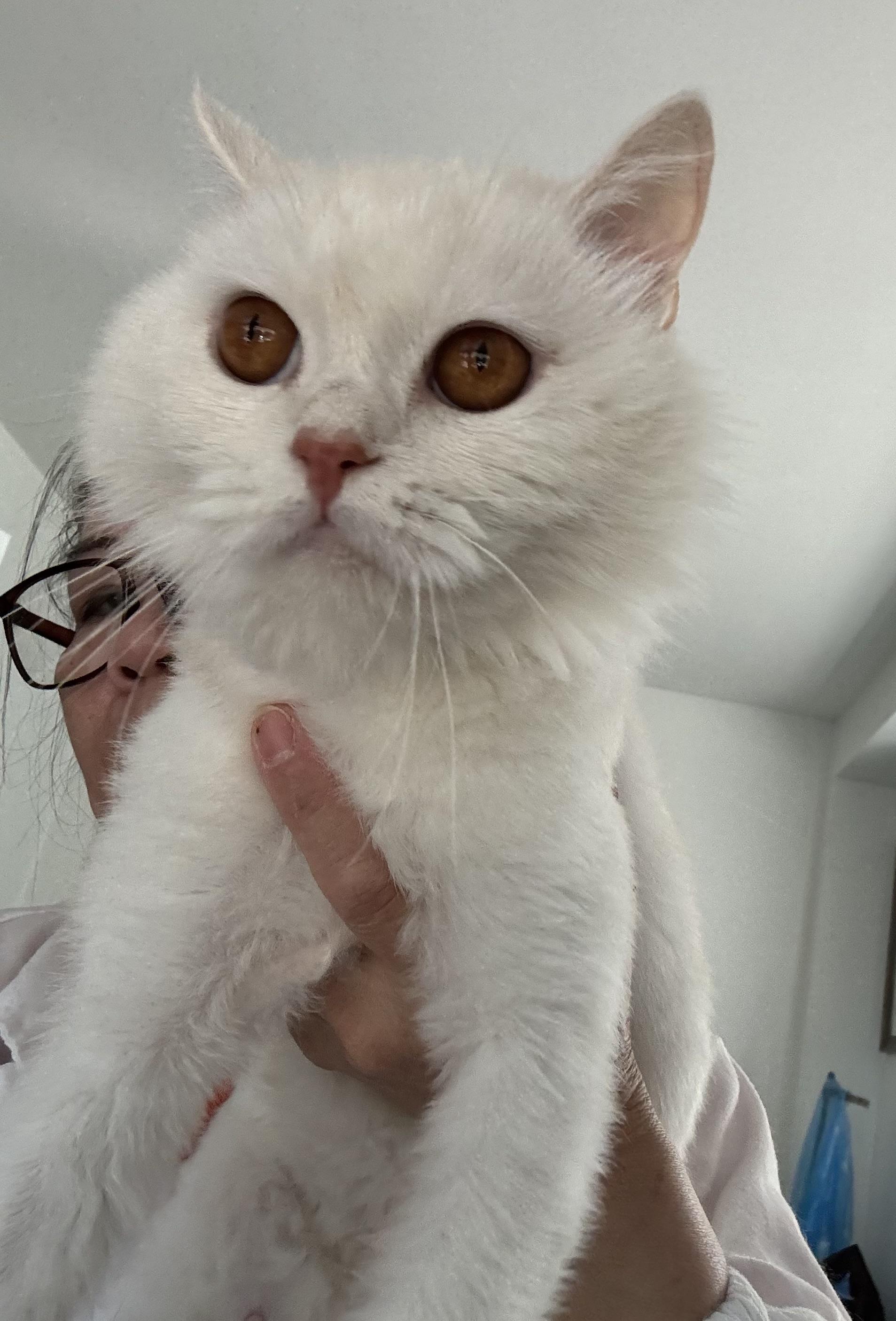 Shakira - ZAHRA ZAHED, an adopted Domestic Short Hair in Brampton, ON image 6/6